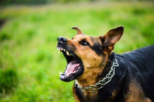 dog-bite-injury-attorney Dog biting - San Antonio, TX
